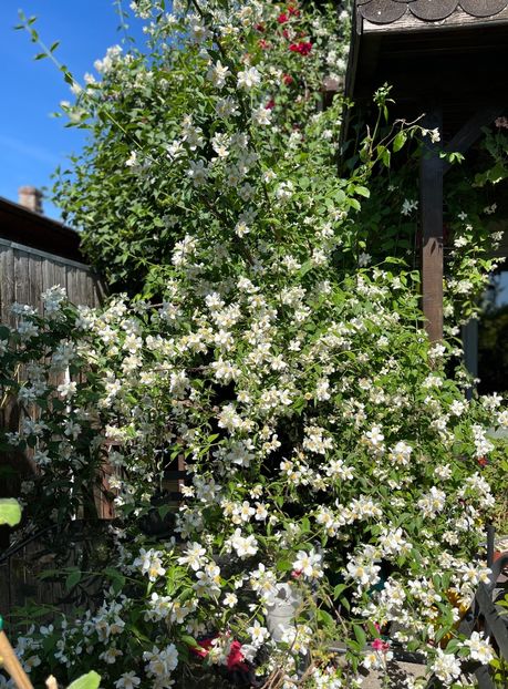 88AED1FD-6E36-4957-A96D-7DC5600740DD - Arbuști 2021-2023