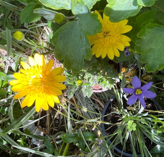 BEE46C14-834B-4013-AE82-39C882209034 - Trandafiri 2022 3