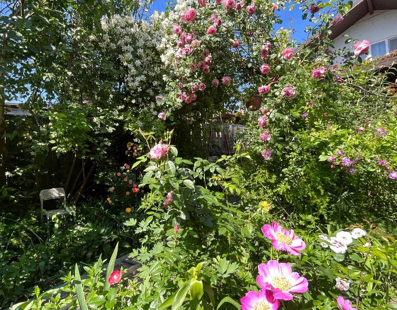 200CFC10-417B-4BAE-ADCF-15FE4A079B1D - Trandafiri 2022 3