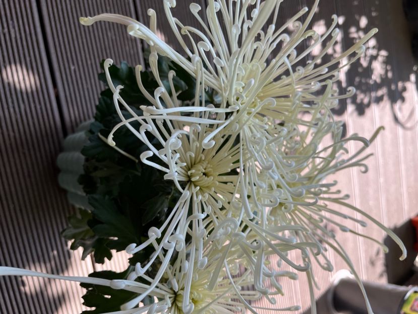 A26768E7-71BC-4069-85C2-82F3592472B1 - Crizanteme 2021