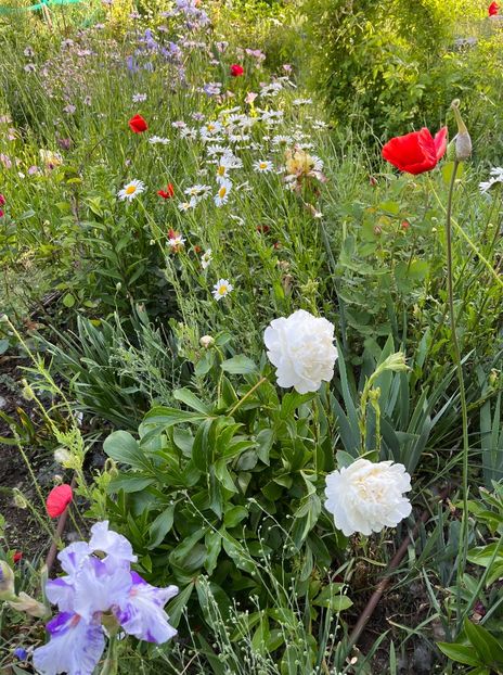 2996E6FA-9868-4B82-9AD3-1B24C8F2721C - Trandafiri 2022 3