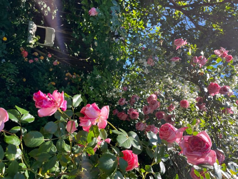 349C2CAF-AE1B-4992-A19F-082A1DFBAD3B - Trandafiri 2022 3