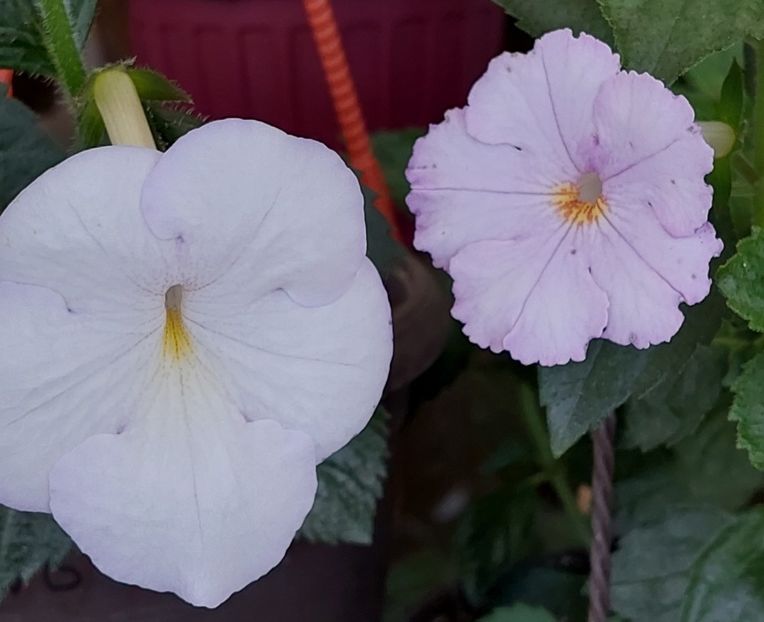  - AAA Achimenes 2022