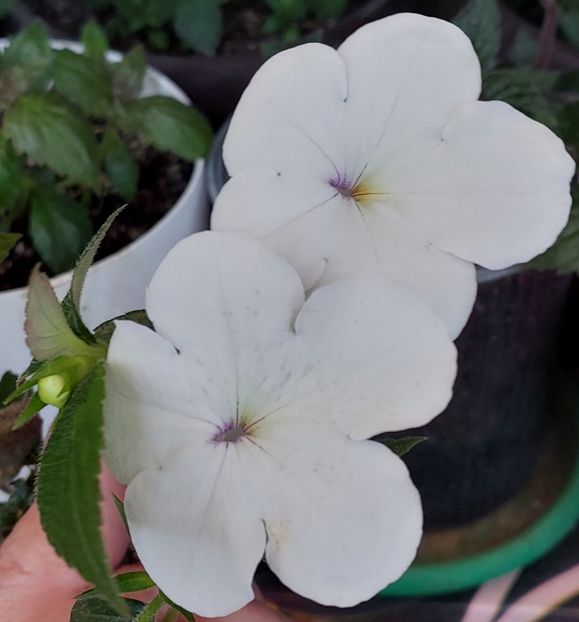 JAY DEE LARGE WHITE - AAA RIZOMI ACHIMENES DISPONIBILI -2023