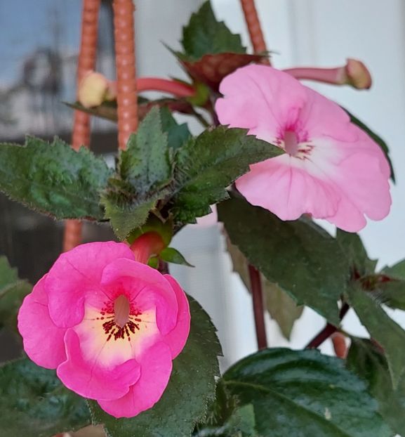  - APPLE BLOSSOM