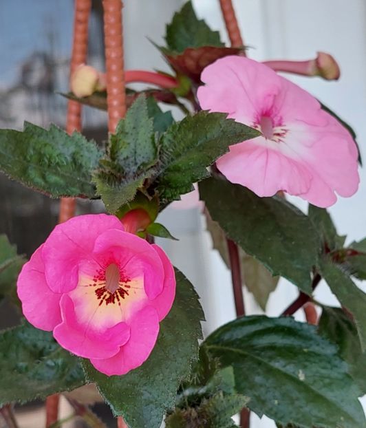  - APPLE BLOSSOM