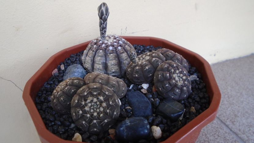  - Cactusi-Gymnocalycium 2022-23