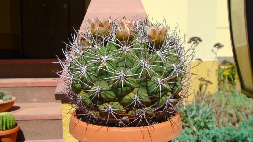  - Cactusi-Gymnocalycium 2022-23