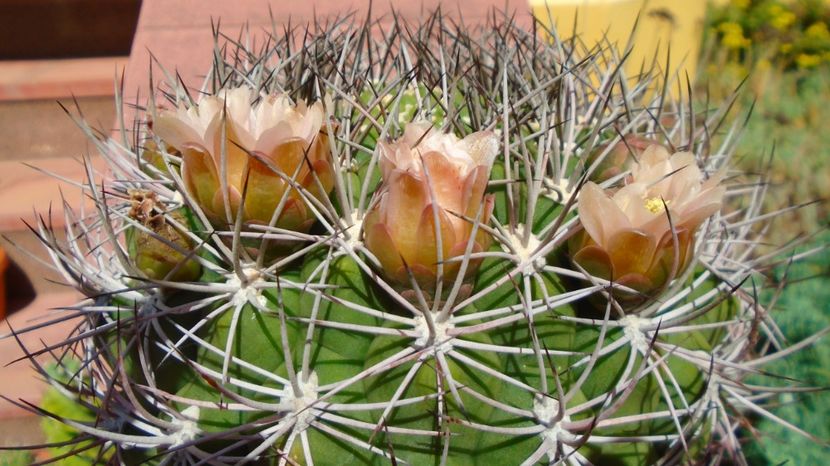  - Cactusi-Gymnocalycium 2022-23