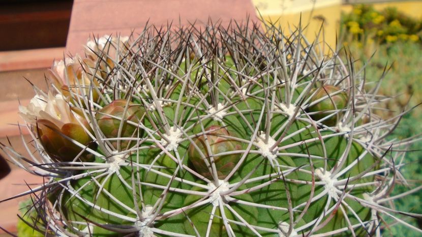  - Cactusi-Gymnocalycium 2022-23