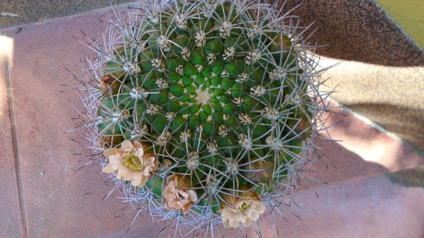 - Cactusi-Gymnocalycium 2022-23