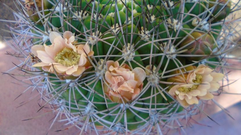  - Cactusi-Gymnocalycium 2022-23