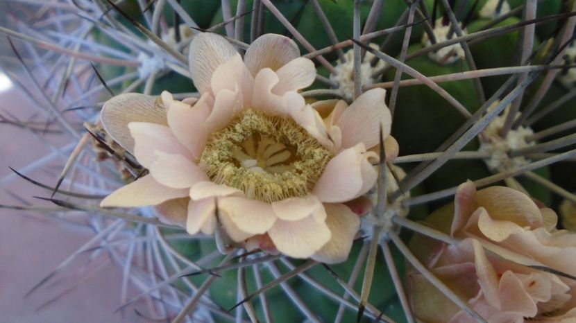  - Cactusi-Gymnocalycium 2022-23