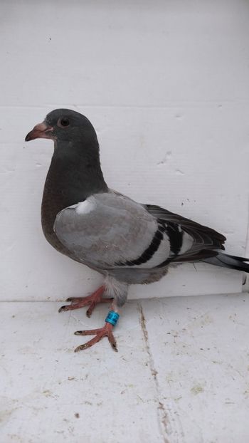 vandut - De vânzare voiajori pui 2022