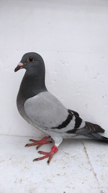  - De vânzare voiajori pui 2022