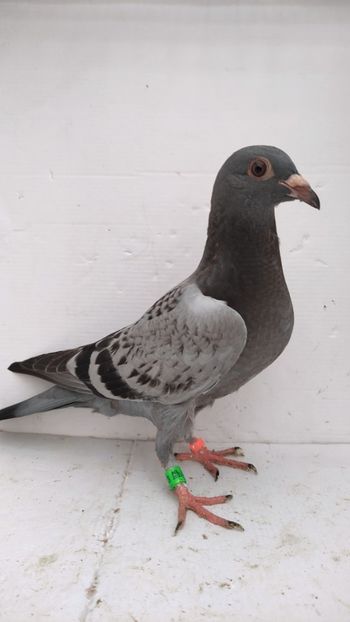 vandut - De vânzare voiajori pui 2022