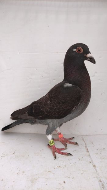 vandut - De vânzare voiajori pui 2022