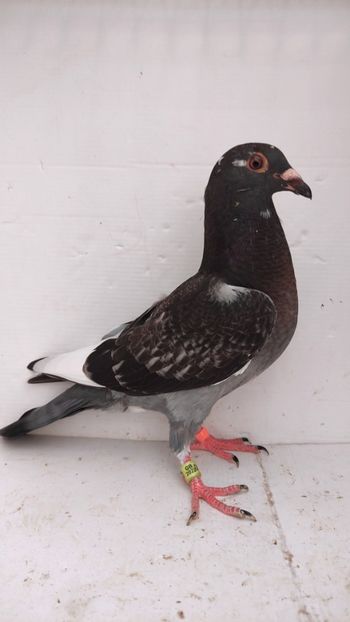 vandut 33buc - De vânzare voiajori pui 2022