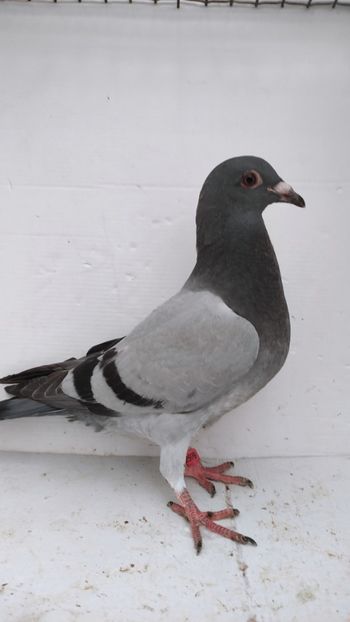 vandut - De vânzare voiajori pui 2022