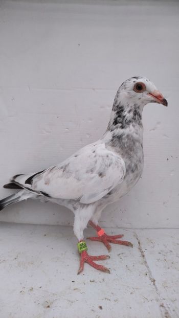 vandut 32buc - De vânzare voiajori pui 2022