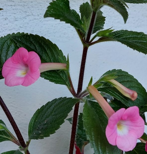  - BRID-S DORNROSCHEN