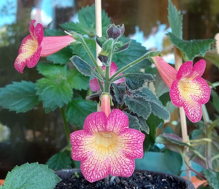  - Northwoods Sunburst