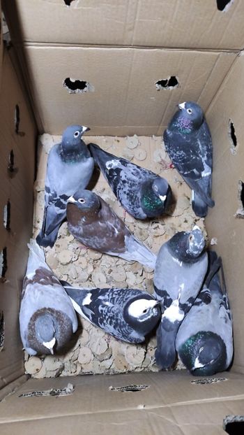  - De vanzare voiajori 2