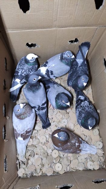  - De vanzare voiajori 2