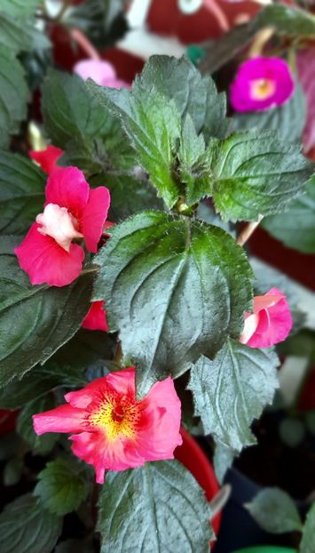 Crispysor - 13 Achimenes 2022