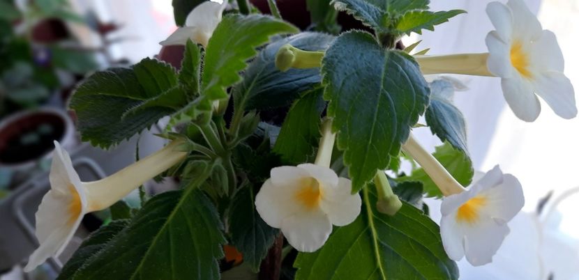 RFs Lemon Pie - 13 Achimenes 2022