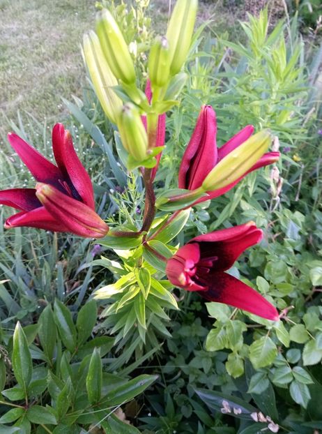  - gradina