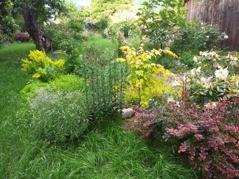 De toate si un berberis visiniu - gradina