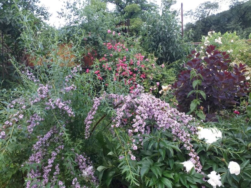 Buddleja alternifolia - gradina