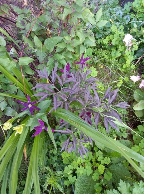Sambucus Lace si o clematita - gradina