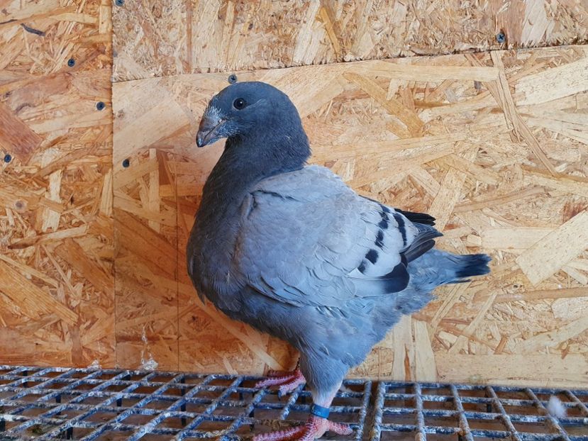 22 - 10312 - Pui 2022