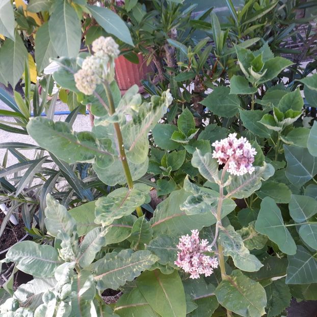  - Asclepias siryaca - papagal