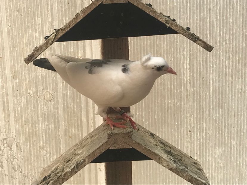 79E9D62B-10AC-4431-92E8-57F95416EE3E - Pui zb de Beograd 2022