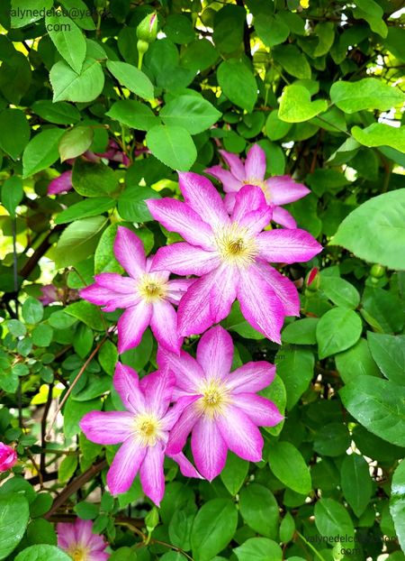 Clematis Asao - Clematis Asao