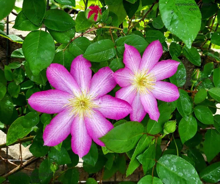 Clematis Asao - Clematis Asao