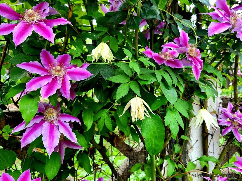 Clematis Doctor Ruppel - Clematis Doctor Ruppel