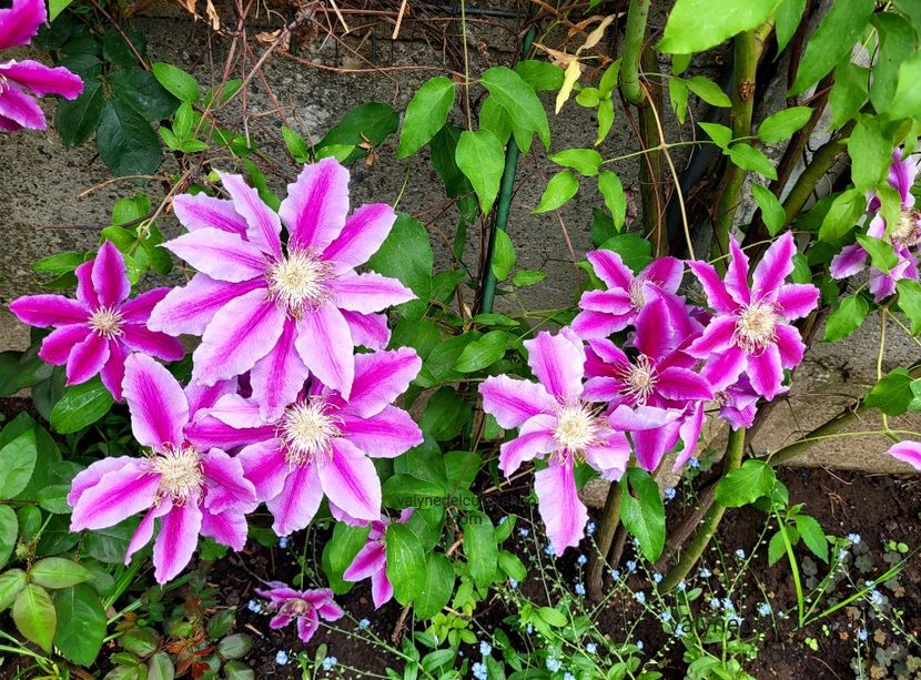 Clematis Doctor Ruppel - Clematis Doctor Ruppel