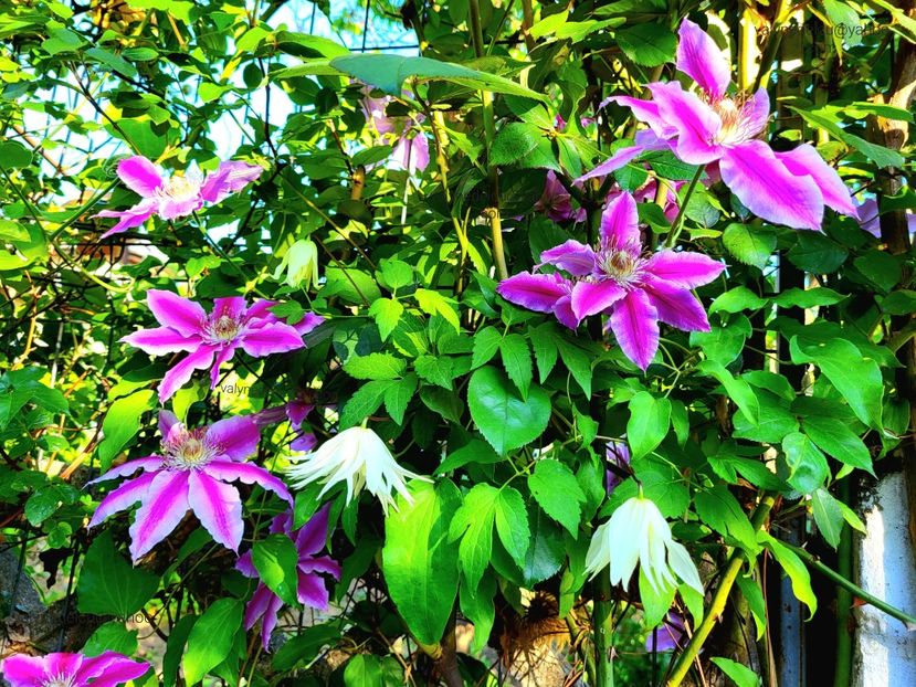 Clematis Doctor Ruppel - Clematis Doctor Ruppel