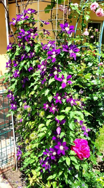 Clematis Julka - Clematis Julka