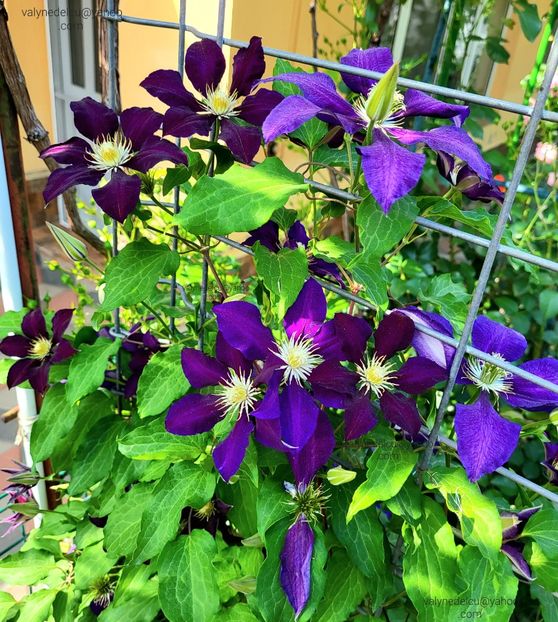 Clematis Julka - Clematis Julka