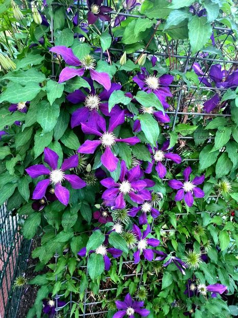 Clematis Julka - Clematis Julka