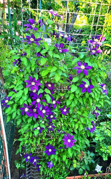 Clematis Julka - Clematis Julka