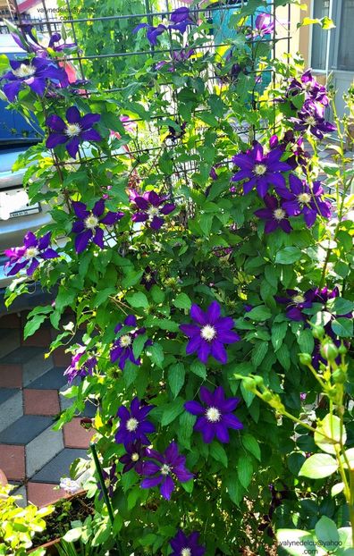 Clematis Julka - Clematis Julka