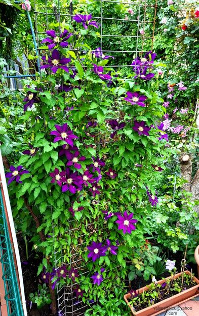 Clematis Julka - Clematis Julka