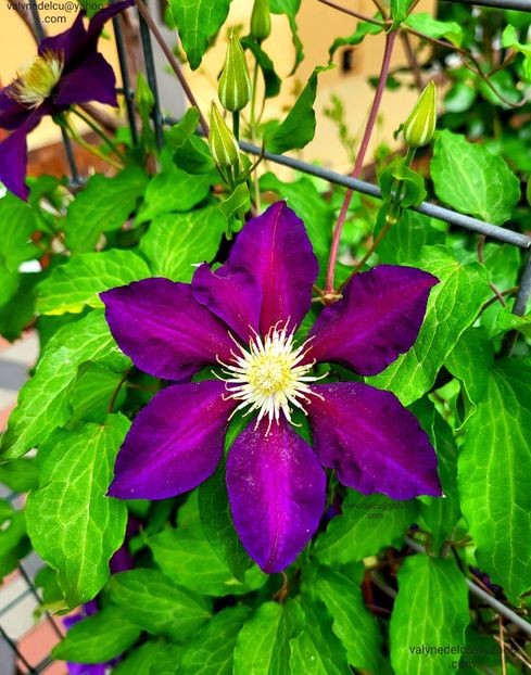 Clematis Julka - Clematis Julka