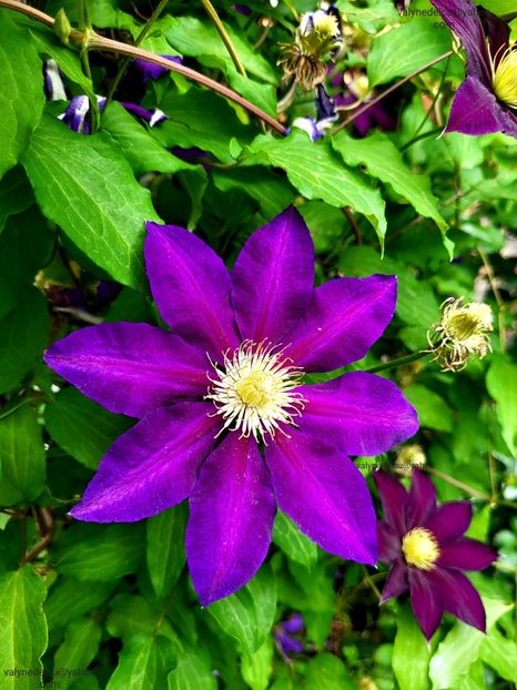 Clematis Julka - Clematis Julka